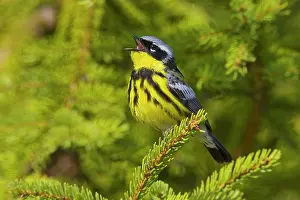 Magnolia: Magnolia Warbler