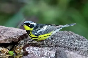 Parulidae: Magnolia Warbler (Dendroica magnolia)