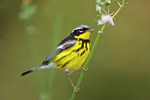 Cameron: Magnolia Warbler (Dendroica magnolia) male