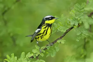 Magnolia: Magnolia Warbler - male on migration