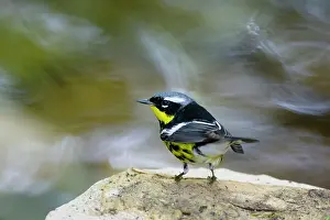 Magnolia: Magnolia Warbler - male by river