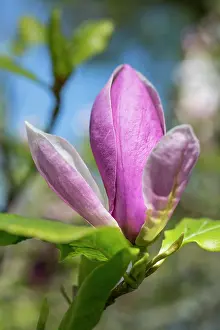 Soulangeana: Magnolia x soulangeana Lennei, One pink flower
