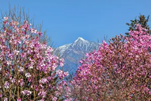 Lago: Magnolias Lago Maggiore - mountain scenery with spring snow