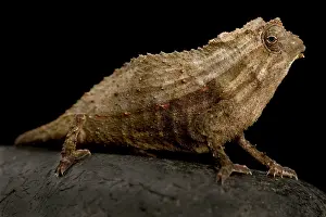 Sauria: Magombera Bearded pygmy chameleon (Rieppeleon br