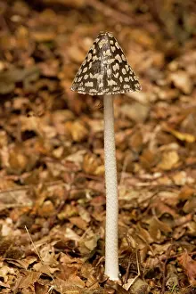 Coprinus: The Magpie