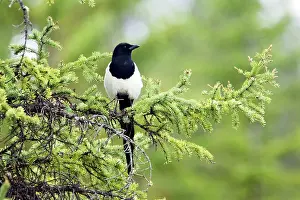 Pica: Magpie