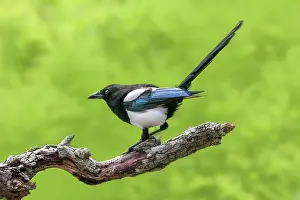 Magpies: Magpie