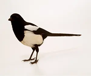 Andy Teare: MAGPIE
