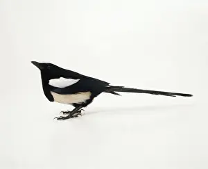 Andy Teare: MAGPIE