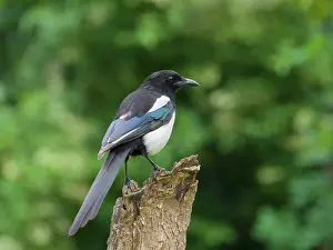 Magpie: Magpie