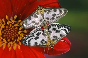 Abraxas: Magpie (Abraxas grossulariata) butterfly couple