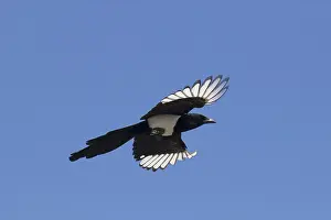 180319: Magpie - adult bird in flight - Germany