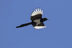 180319: Magpie - adult bird in flight - Germany