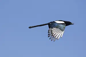 180319: Magpie - adult bird in flight - Germany