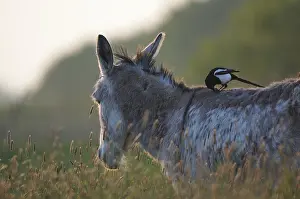 Built: Magpie on the back of a donkey - Marais Breton France