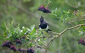 Elders: Magpie - eating elder berries
