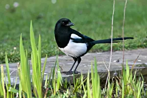 Magpies: Magpie - on edge of garden pond