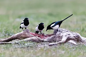 Magpies: Magpie - three feeding on deer carcass in winter