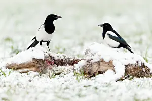 Magpies: Magpie - two feeding on deer carcass in winter