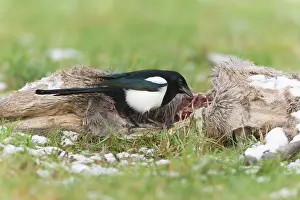 Magpies: Magpie - feeding on deer carcass in winter