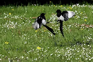 Magpies: Magpie - two fighting