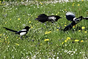 Magpies: Magpie - three fighting