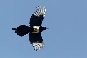 Rspb: Magpie - in flight