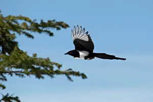 Magpies: Magpie in flight