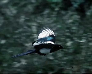 Magpie: MAGPIE - in flight