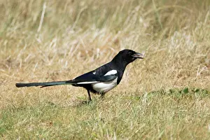 Pica: Magpie - foraging on ground