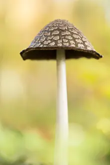 Coprinopsis: Magpie Fungus (Coprinopsis picacea) growing in