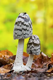 Magpie: Magpie Fungus, two growing in beech woodland leaf