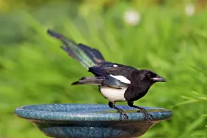 Pica: Magpie - on garden birdbath