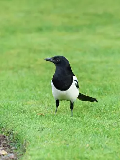 Magpie: Magpie - on garden lawn