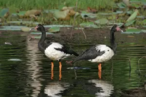 Anseranas: Magpie Geese