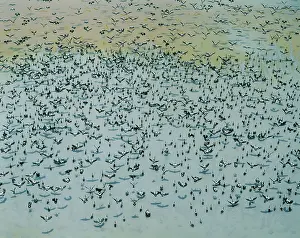 Floodplains: Magpie Geese - Flock in flight over the South Alligator