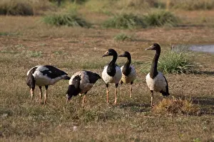 Anseranas: Magpie Geese grazing