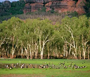 Anseranas: Magpie Geese - Kakadu National Park (World Heritage Area)