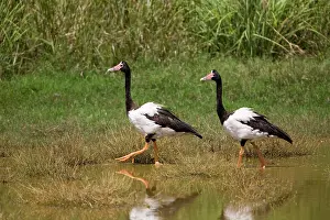 Anseranas: Magpie Geese, male and female