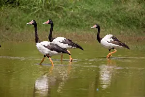 Anseranas: Magpie Geese, male, female and juvenile