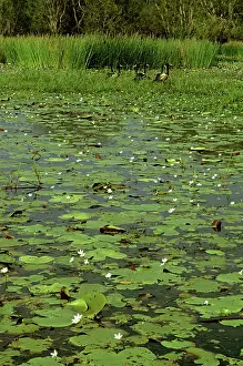 Billabongs: Magpie Geese - Yellow Water billabong with waterlilies