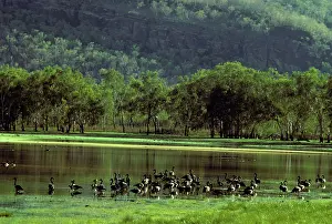 Anseranas: Magpie Goose