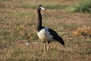 Anseranas: Magpie Goose