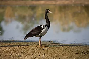 Anseranas: Magpie Goose