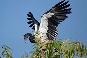 Anseranas: Magpie Goose