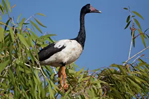 Anseranas: Magpie Goose