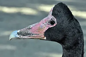 Anseranas: Magpie Goose