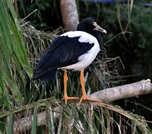 Anseranas: Magpie Goose