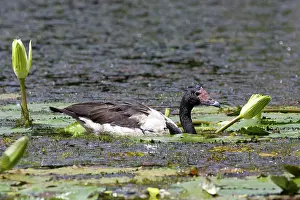 Semipalmata: Magpie Goose