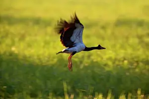 Swampland: Magpie Goose - adult Magpie Goose in flight over